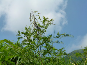奥阿蘇の野草