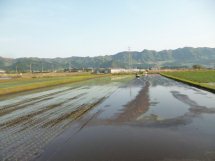 南阿蘇の田植え